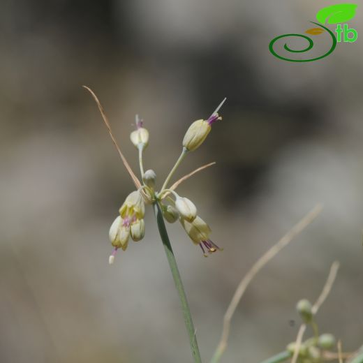 Allium flavum