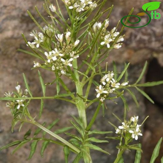 Cardamine impatiens