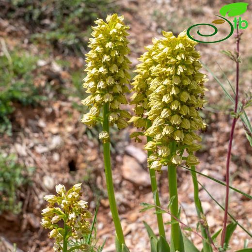 Orchis-Salep
