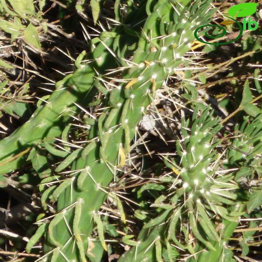 Austrocylindropuntia