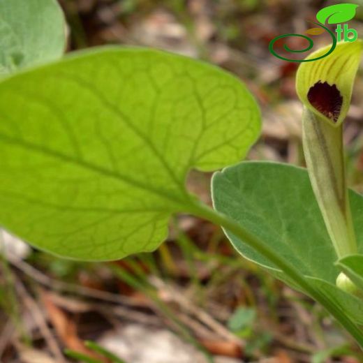 Aristolochia pallida