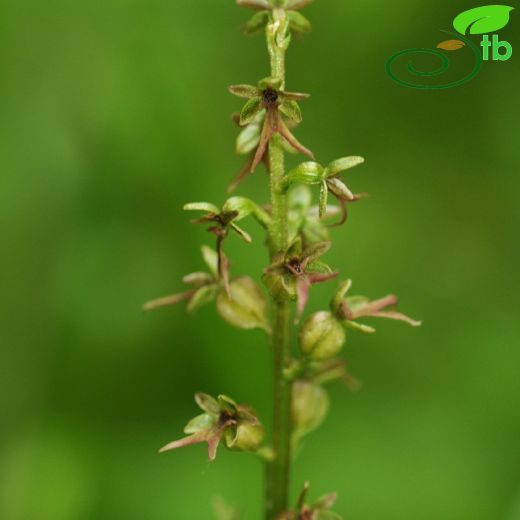 Orchidaceae-Salepgiller