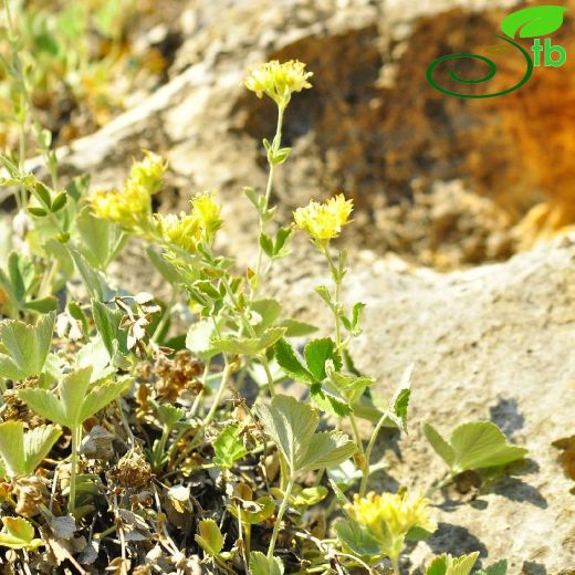 Potentilla-Beşparmakotu