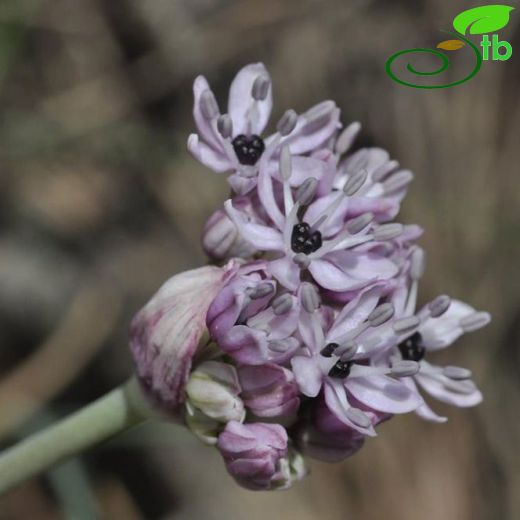 Allium orientale