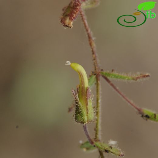 Cerastium fragillimum