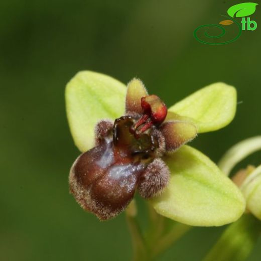 Ophrys bombyliflora