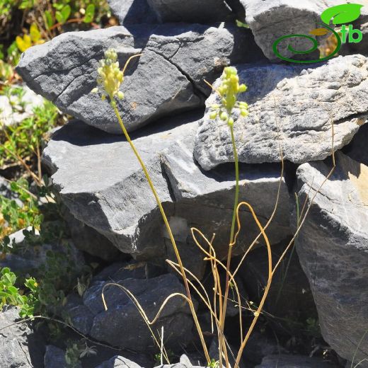 Amaryllidaceae-Nergisgiller
