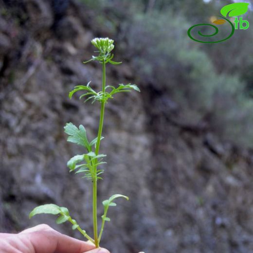 Centranthus calcitrapa