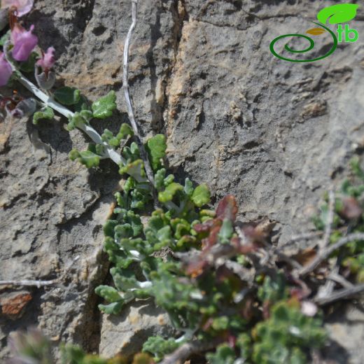 Teucrium microphyllum
