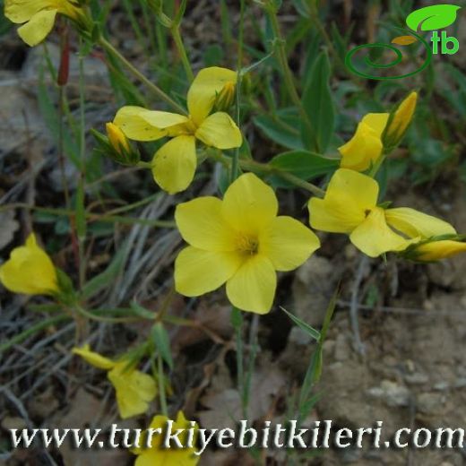 Linum flavum