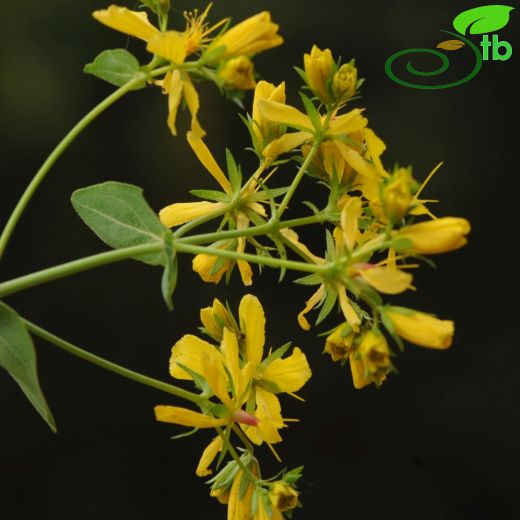 Hypericum montbretii