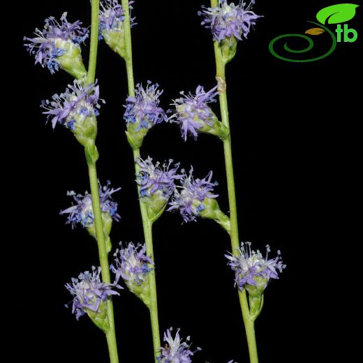Globularia-Küreçiçeği