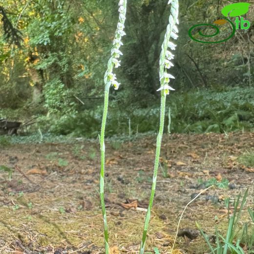 Spiranthes spiralis