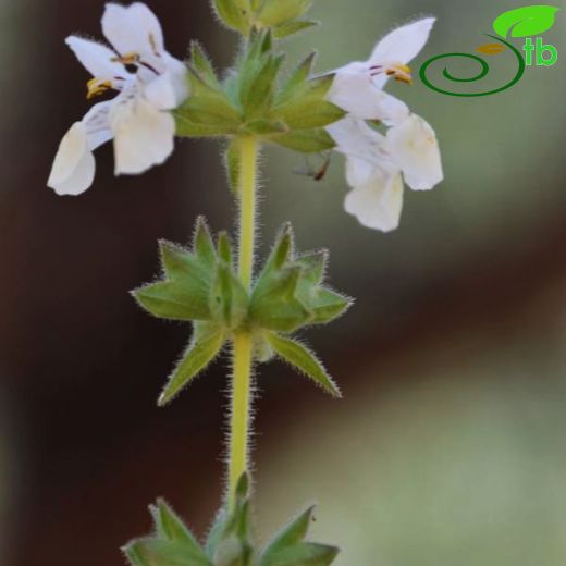 Stachys spinulosa