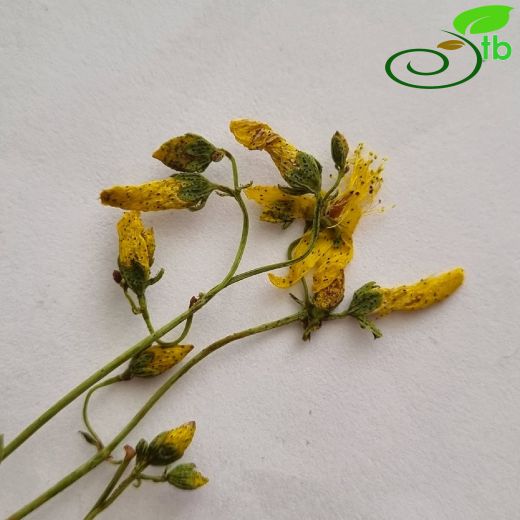 Hypericum bourgaei