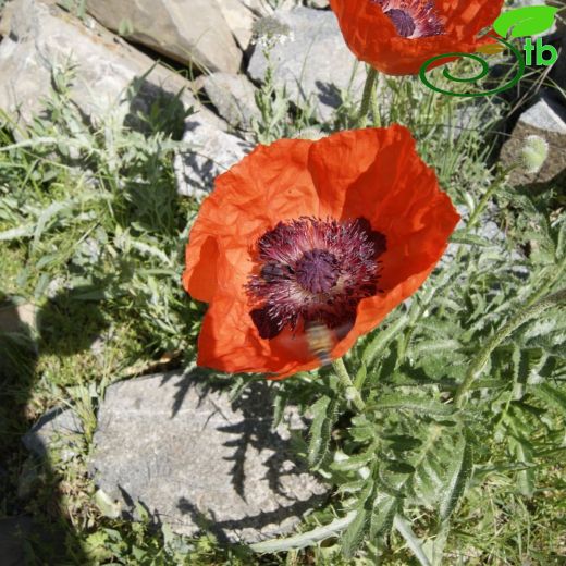 Papaver orientale