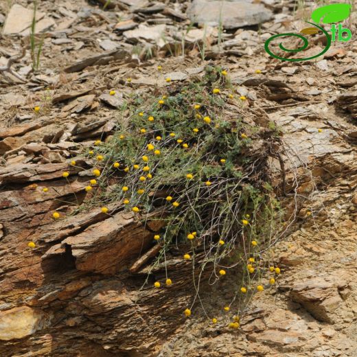 Anthemis xylopoda