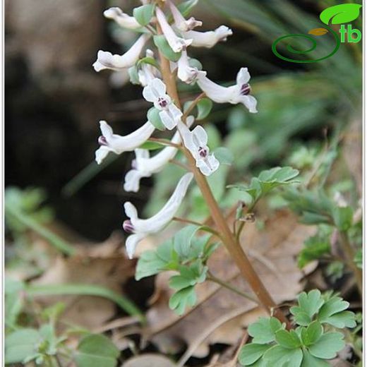 Corydalis haussknechtii