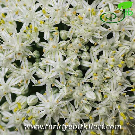 Allium cepa