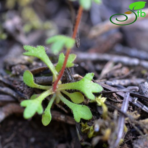 Saxifraga tridactylites