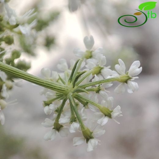 Diplotaenia
