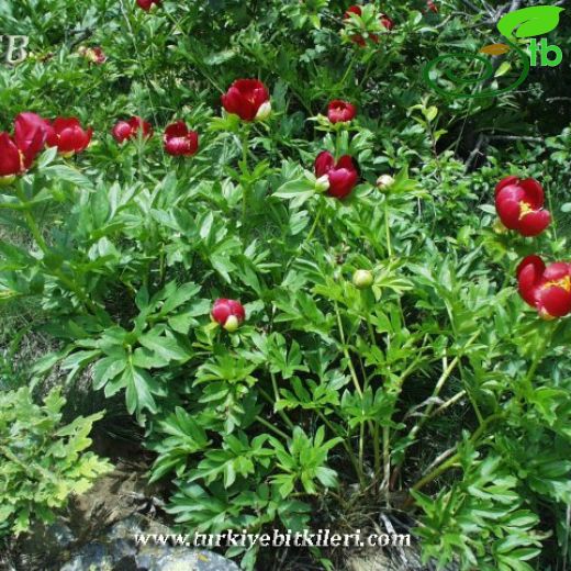 Paeonia peregrina
