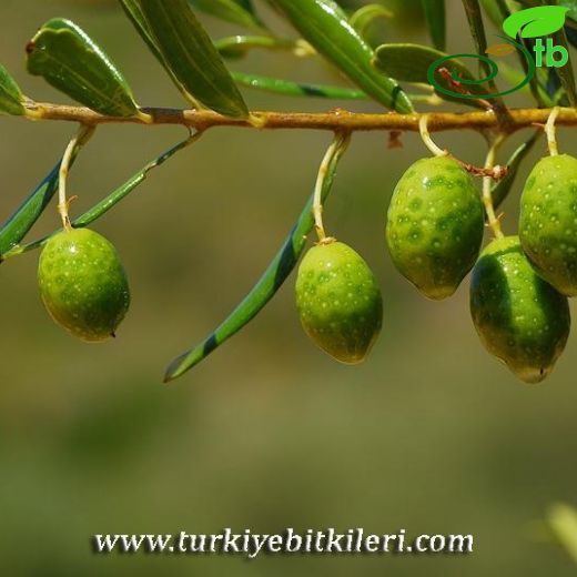 Olea-Zeytin