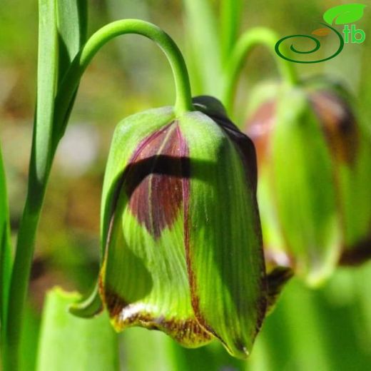 Fritillaria-Terslale