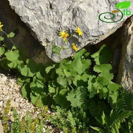 Doronicum cacaliifolium