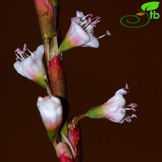 Polygonum salicifolium