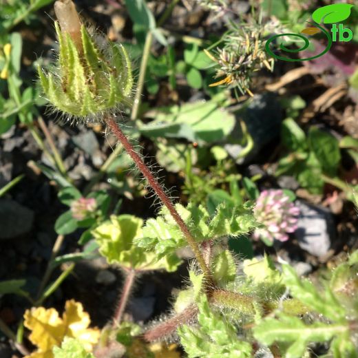 Malvaceae-Ebegümecigiller