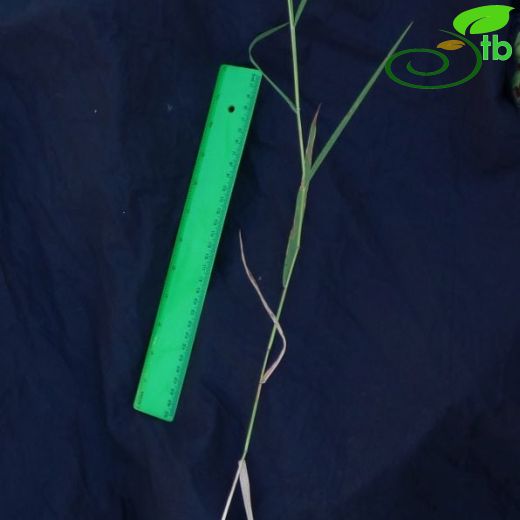 Phytolaccaceae-Şekerciboyasıgiller