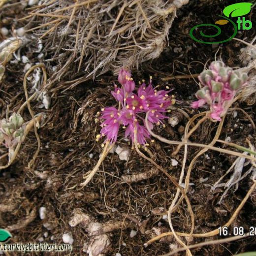 Allium kurtzianum