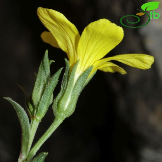 Linum cariense