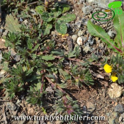 Ajuga chamaepitys ssp laevigata