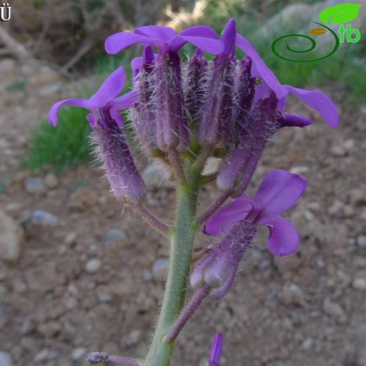 Hesperis anatolica