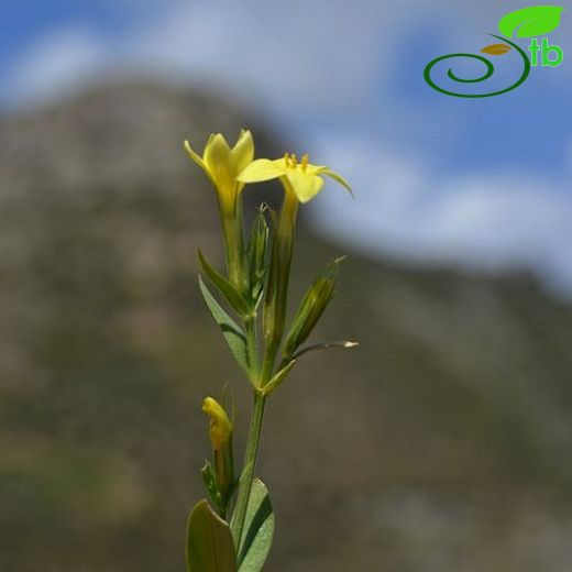 Centaurium maritimum