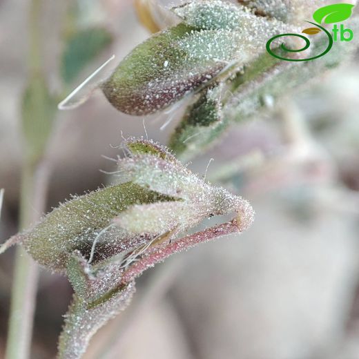 Ononis basiadnata