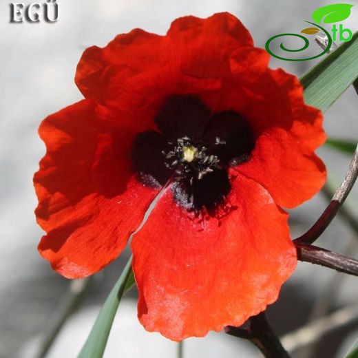 Papaver stylatum