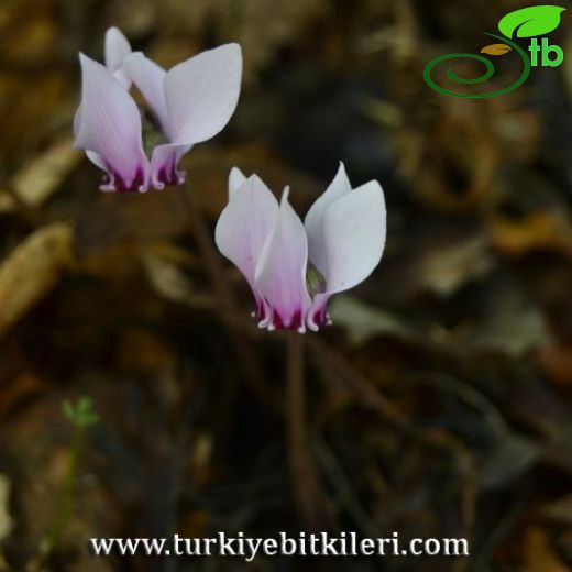 Cyclamen hederifolium