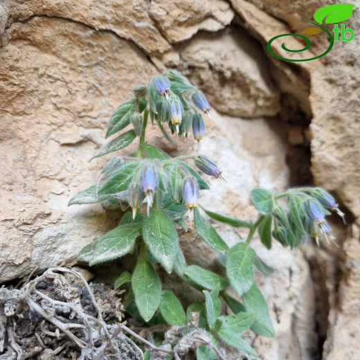 Boraginaceae-Hodangiller