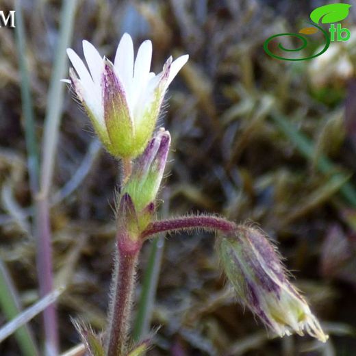 Cerastium fontanum