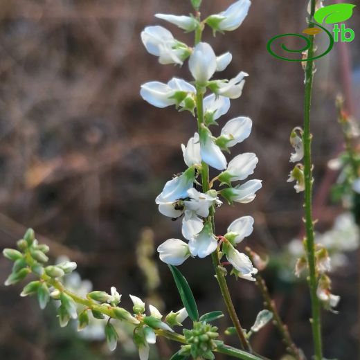 Melilotus-Taşyoncası