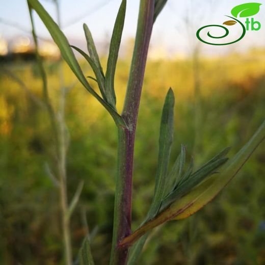 Aster-Yıldızpatı