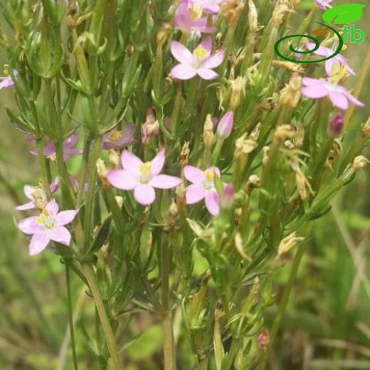 Centaurium tenuiflorum