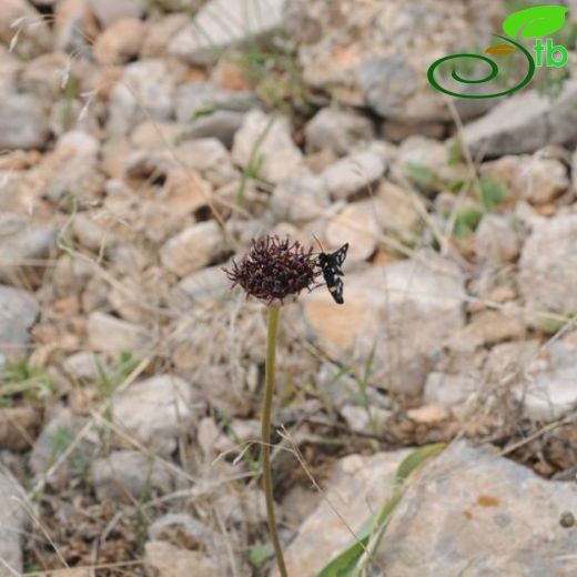 Allium sultanae-ismailii