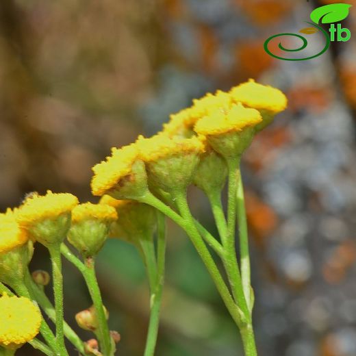 Tanacetum vulgare