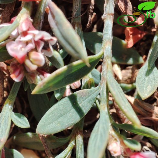 Polygonum salebrosum