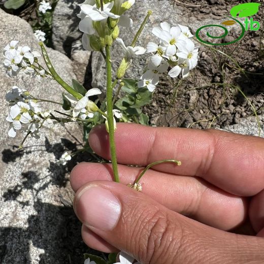 Arabis mollis