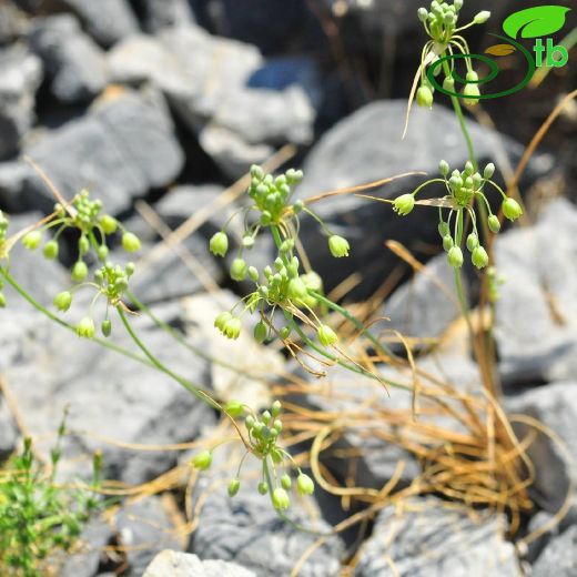Allium ahmet-tirasii